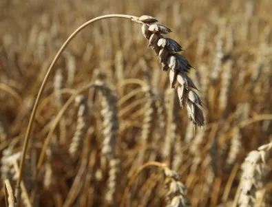 България ще отчете най-добрата си зърнена реколта за последните години