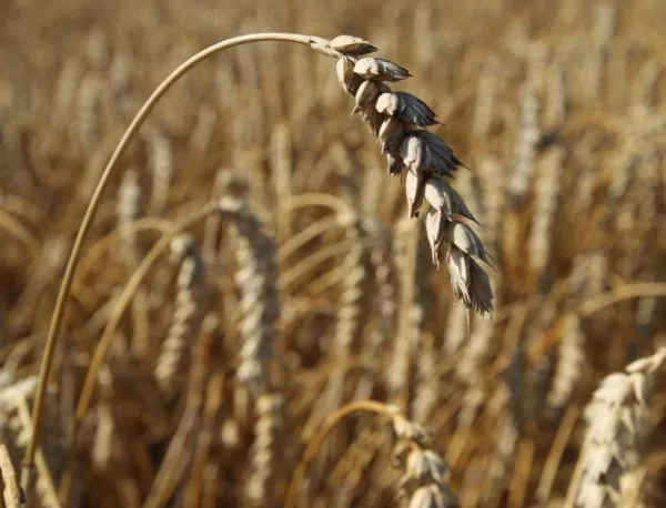 Изнасяме зърнени култури най-вече за Европа и арабския свят