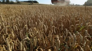 Цените на пшеницата продължават да падат