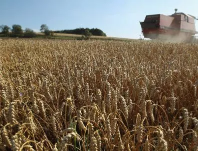 Очаква се реколта до 4,5 млн. тона пшеница към средата на юни