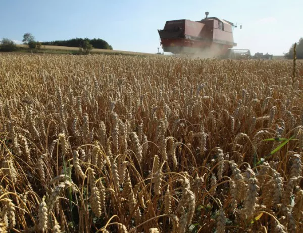 Зърнопроизводителите недоволни от застрахователния модел за земеделската продукция