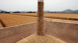 Добивът на пшеница расте с над 40%