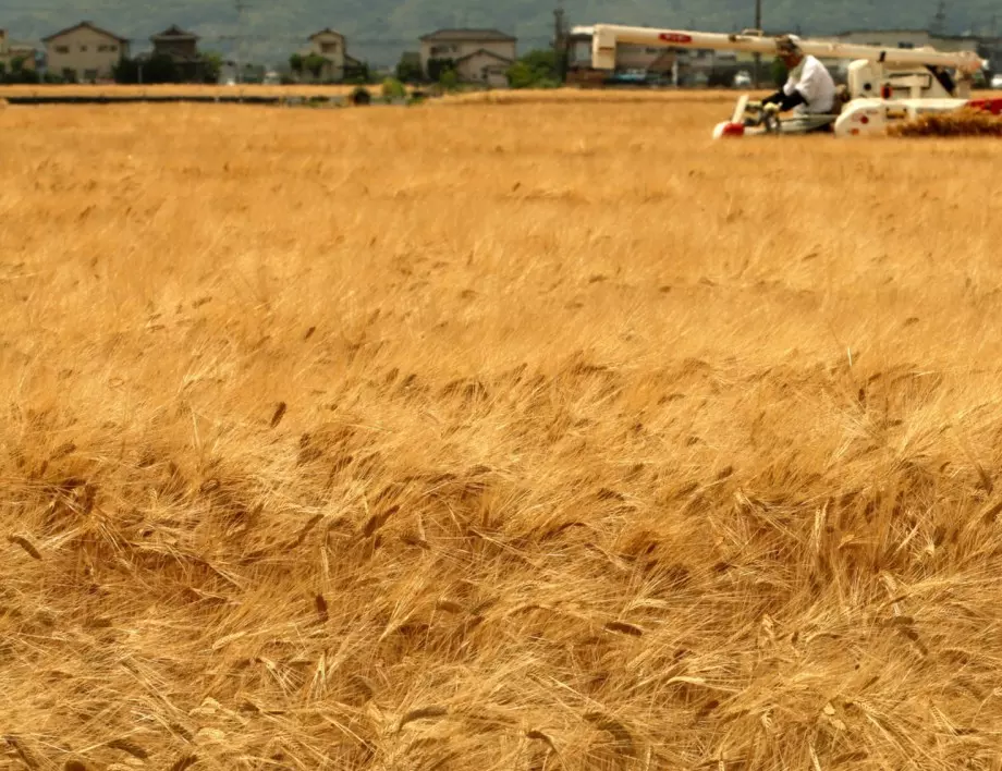 Климатичните промени обричат зърнопроизводството 