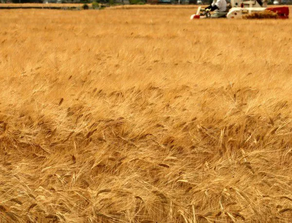Русия планира да намали износа на зърно