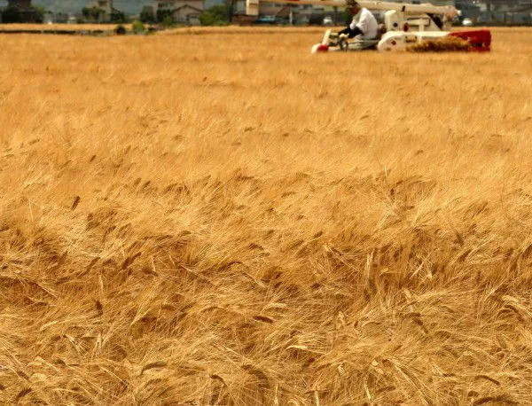 Не се очaква негативно влияние на гръцката криза върху българското зърнопроизводство