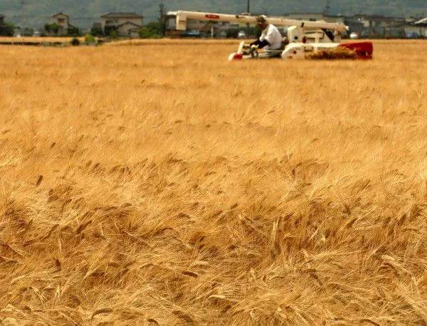 Гърция е водещ пазар за българския износ на пшеница, електричество и слънчогледово олио