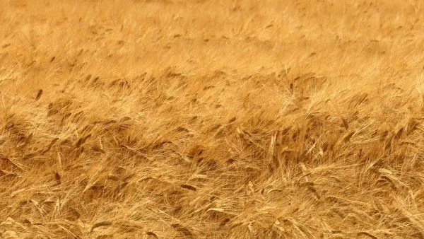 Гърция е водещ пазар за българския износ на пшеница, електричество и слънчогледово олио