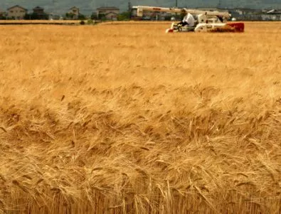 Земеделска кооперация ожъна чужда пшеница в разградско село 