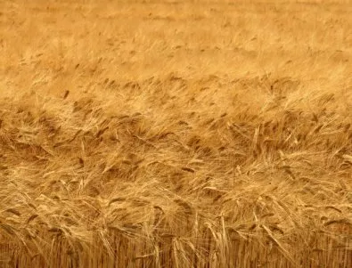 Очакват се добиви до 700 кг. от декар пшеница