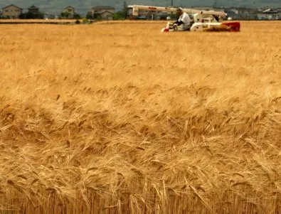 Световният съвет по зърното прогнозира нов световен производствен рекорд на пшеница