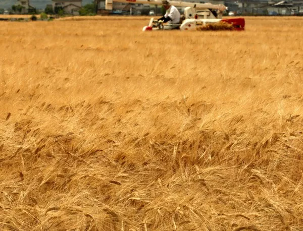 Колко сериозно е застрашена зърнената реколта?