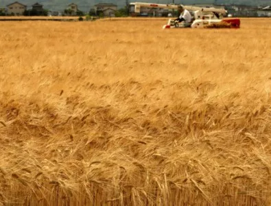 Русия пуска половин милион тона зърно за износ от резерва си