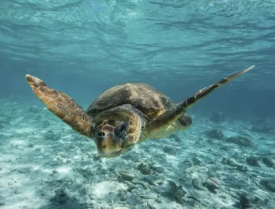 Кабо Верде и битката срещу жестоките кланета на морски костенурки