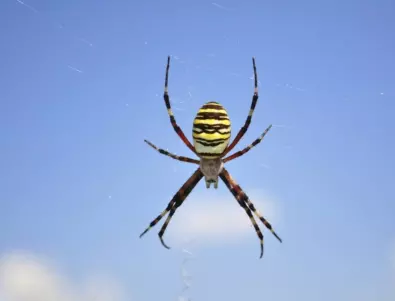 Безопасен и естествен начин да разкараме паяци и други гадинки от вкъщи