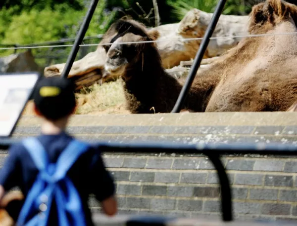 Затвориха софийския зоопарк заради умрели животни, отричат "син език"