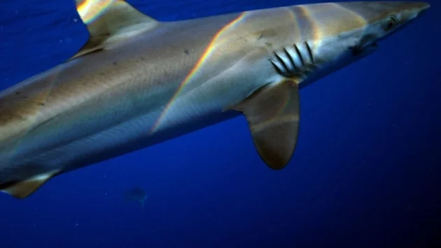 В Хонконг задържаха 26 тона контрабандни перки от акули 
