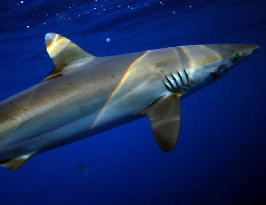 В Хонконг задържаха 26 тона контрабандни перки от акули 