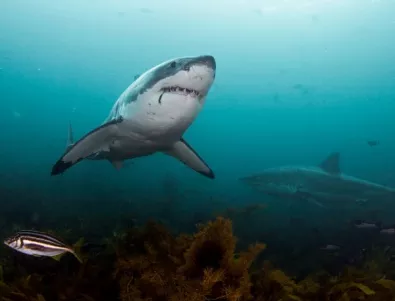 Акулите нападат 9 пъти повече мъже, отколкото жени