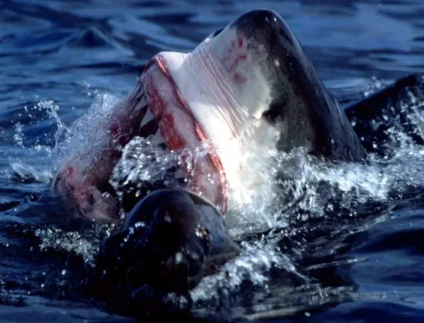 Запознайте се с живота на акулите в специална телевизионна поредица