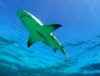 Във Флорида: Акули поглъщат огромни бали кокаин и започват да дивеят 