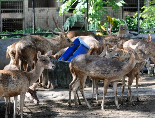 Хасковският зоопарк с извънредни мерки заради "син език"