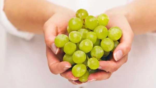 Институтът по земеделие в Кюстендил се занимава с изучаване на нови сортове грозде