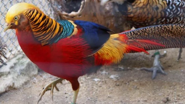 Канал за незаконна търговия с животни минава през България 