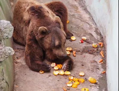 В Русе подписват петиция срещу незаконното отглеждане на мечки