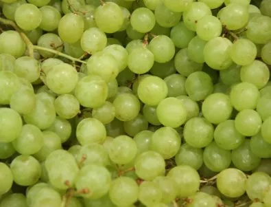 Винарските изби в Сливен започнаха да изкупуват грозде