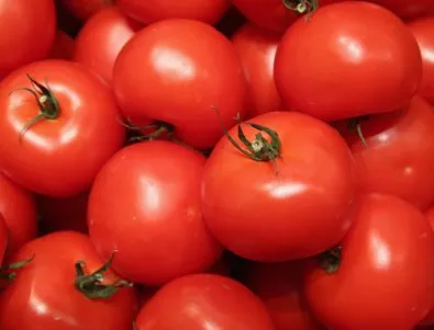 Земеделци се опасяват, че вносни полски домати може да са заразени