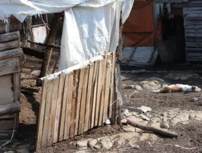 20 кучета умряха в две села в община Елена