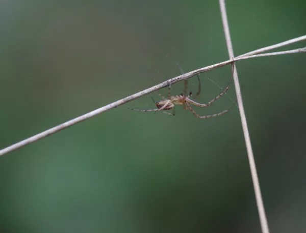 Паяците произвеждат уникален материал 