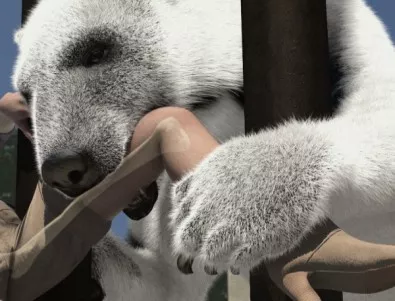 Агресивни бели мечки превзеха селище на северен руски архипелаг 