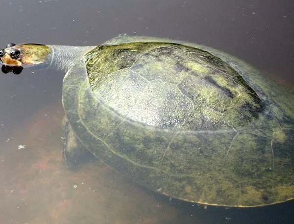 Гигантските южноамерикански речни костенурки "говорят" с малките си