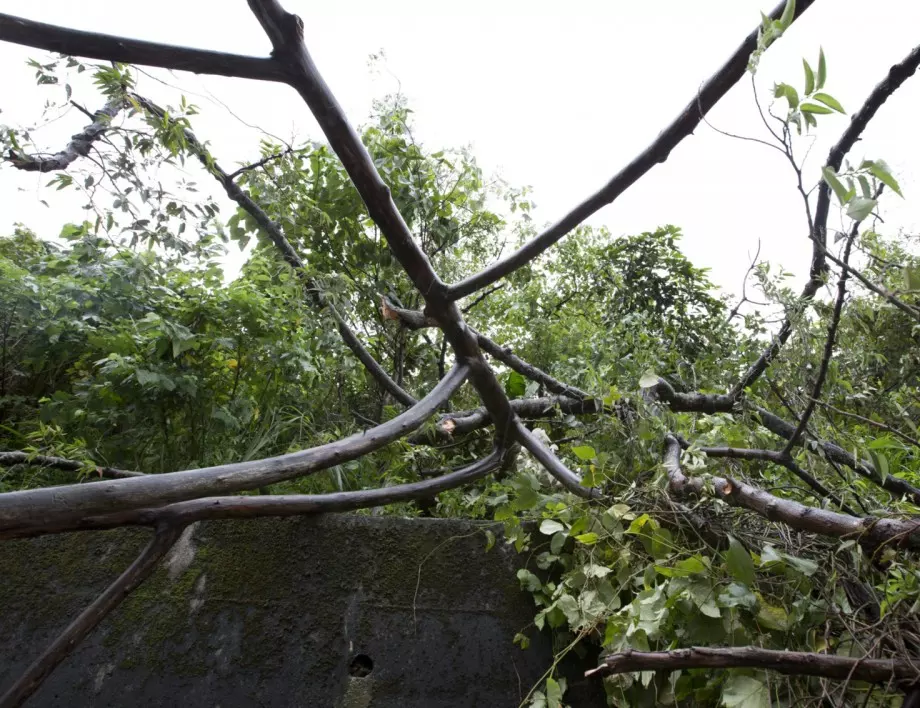 Паднали клони и отнесени покриви след бурята в София