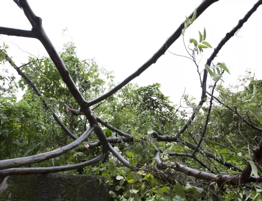 На първа инстанция: 100 000 лв. заради загинал заради паднало дърво в Борисовата градина