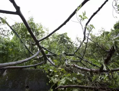 Паднали дървета и завирявания в София заради валежите