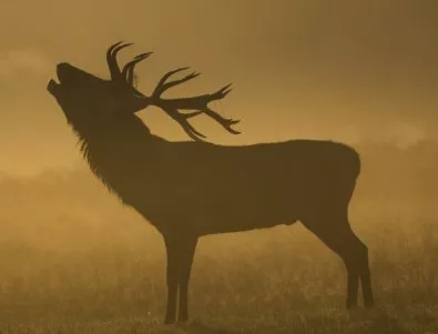 Мълния уби 320 елена в природен парк 