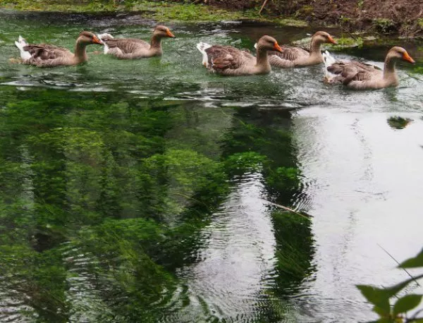 В Канада правят чистка на патици заради птичи грип