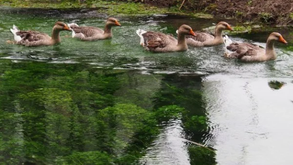 В Канада правят чистка на патици заради птичи грип