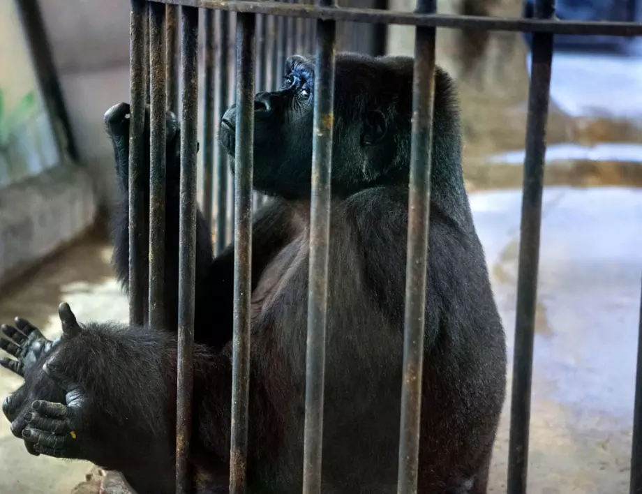 Още две горили в зоопарка в Прага с коронавирус 