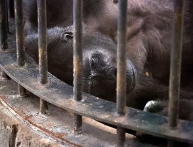 Почина Вила – втората по възраст горила в целия свят
