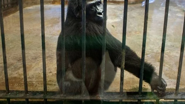 Животните в гръцките зоопаркове също са потърпевши от финансовата криза в страната