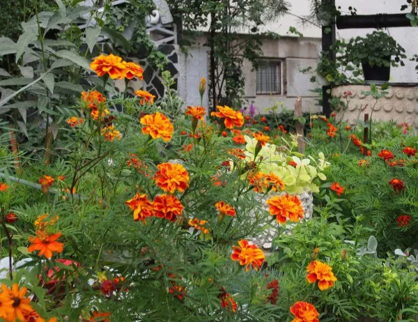 Стартира конкурс "Красивите градини на Банско"