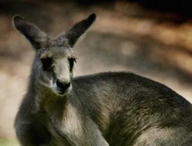 Семейство кенгуру е било отровено в хасковския зоопарк