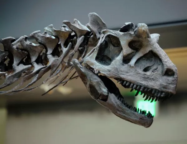 Откриха останки от гигантски динозавър титан в Сибир
