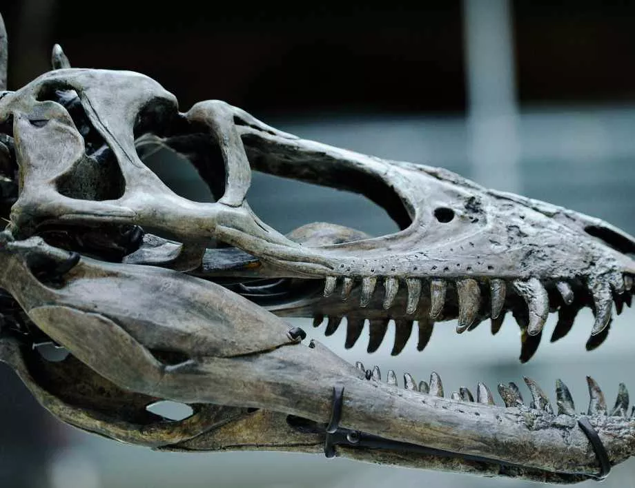 Динозаврите сменяли зъбите си на всеки два месеца 