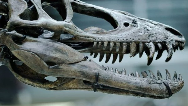 Откриха следи от 21 вида динозаври, съществували в Австралия