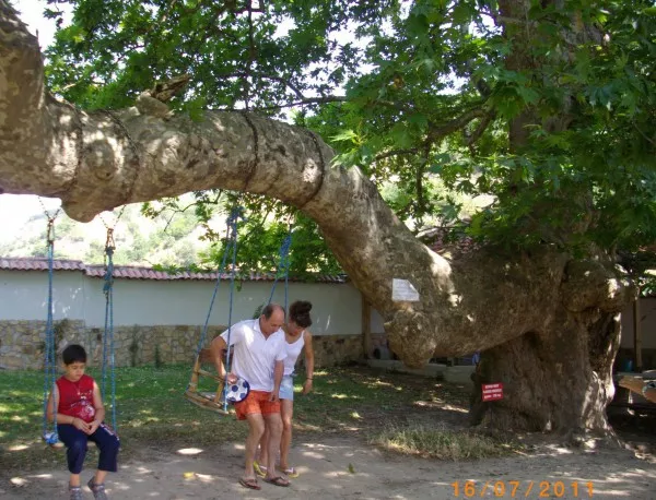Чинар на 1300 години - дърво с история и легенди