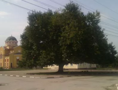 Любимият чинар на жителите на с. Арчар грабна приза „Дърво с корен 2014”